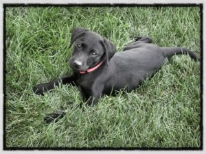 Puppy Training Articles